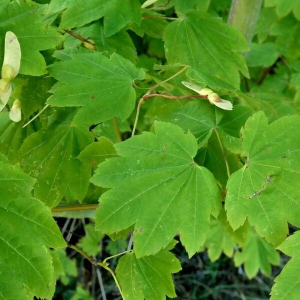 Acer circinatum ഇല