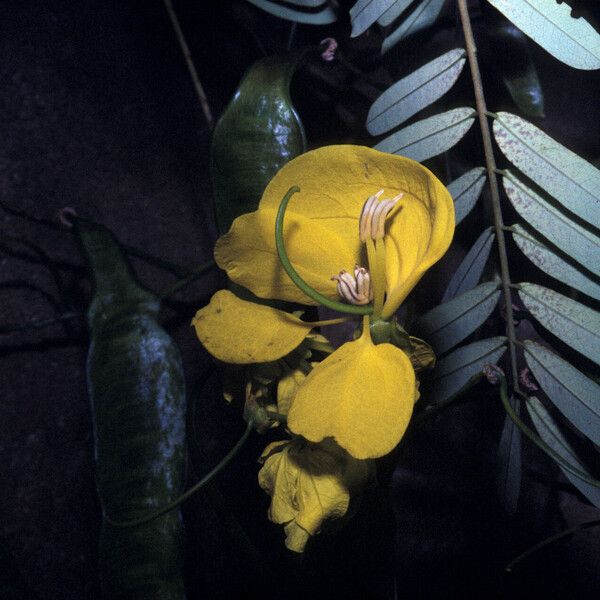 Senna multijuga 花