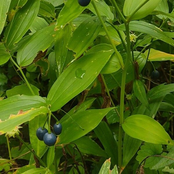 Polygonatum odoratum Folha