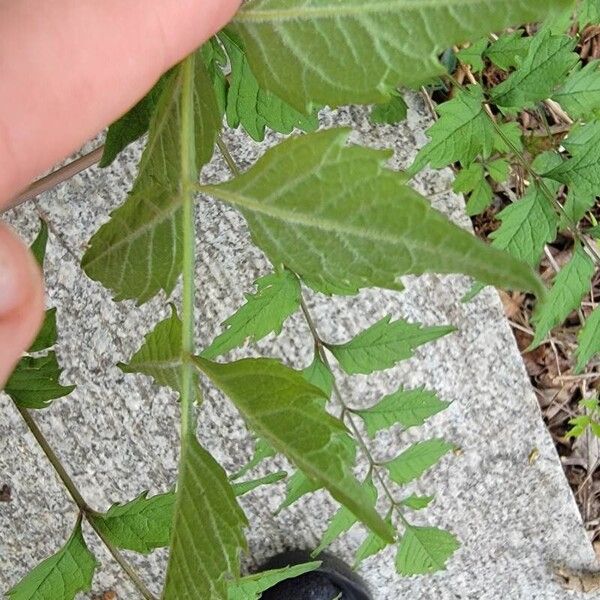 Campsis radicans पत्ता