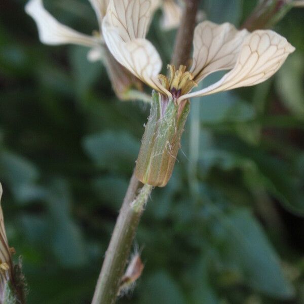 Eruca sativa Flower