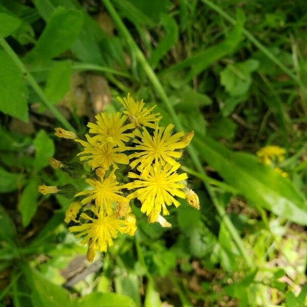 Pilosella caespitosa Žiedas