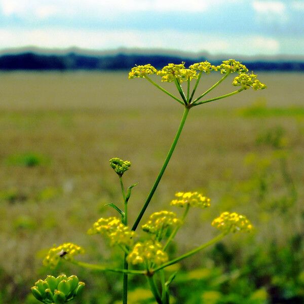 Pastinaca sativa Habitus