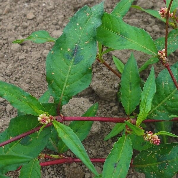 Persicaria maculosa Blad