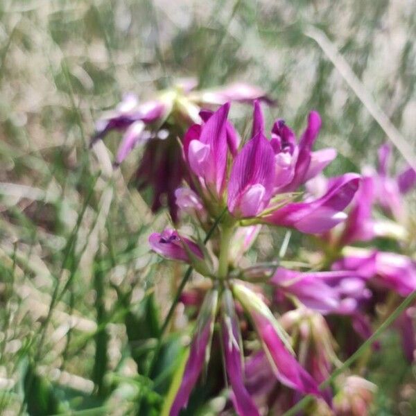 Trifolium alpinum Kwiat