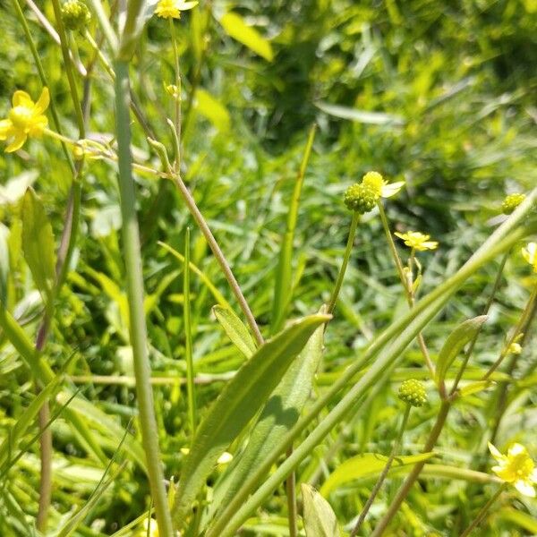 Ranunculus ophioglossifolius ഇല