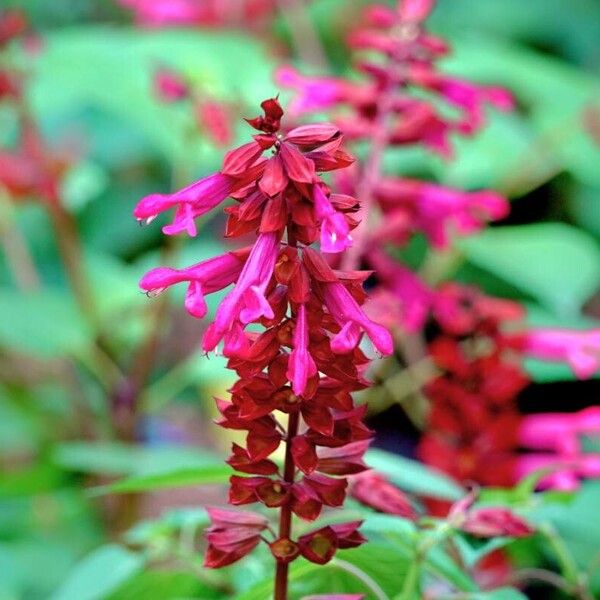 Salvia splendens ᱛᱟᱦᱮᱸ