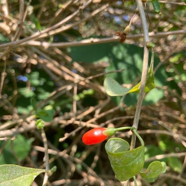 Lycium barbarum Плод