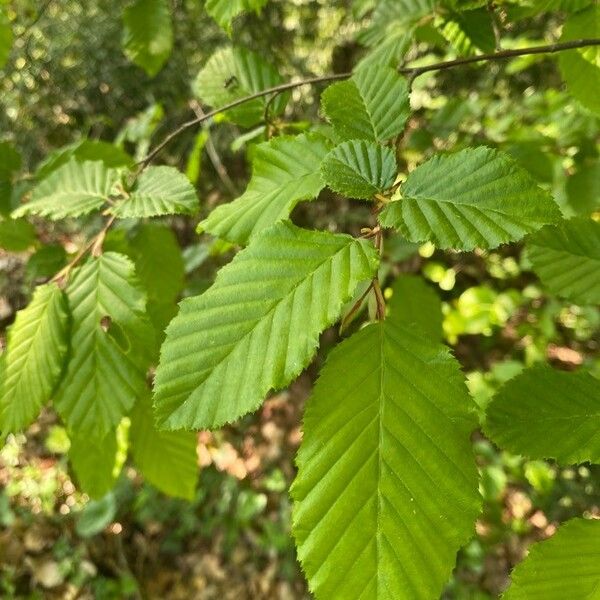 Carpinus betulus Folio