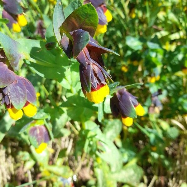 Cerinthe major Кветка