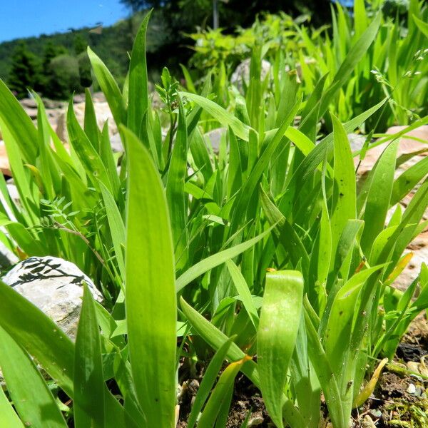 Iris cristata Leaf