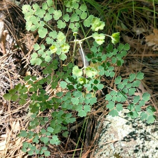 Thalictrum foetidum Leaf