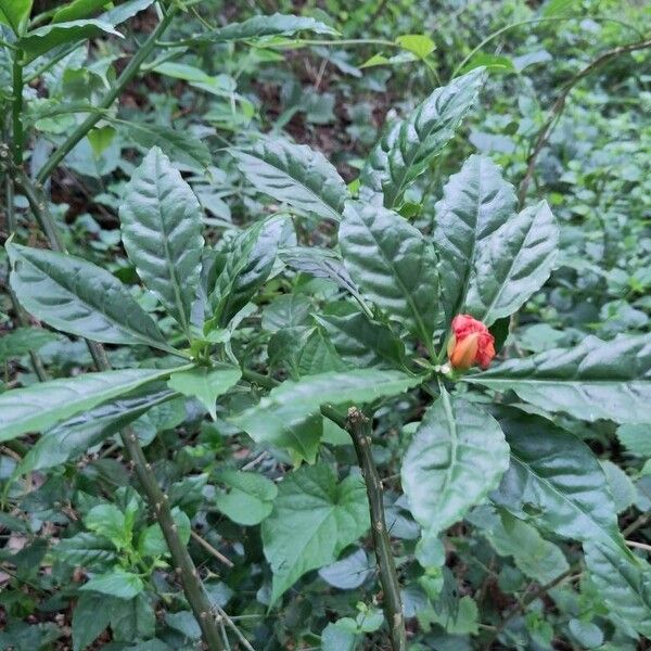 Leuenbergeria bleo Blatt