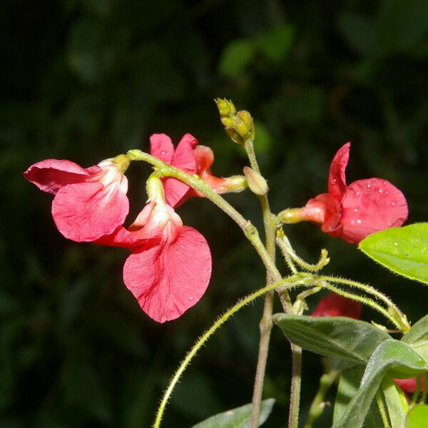 Macroptilium lathyroides ফুল