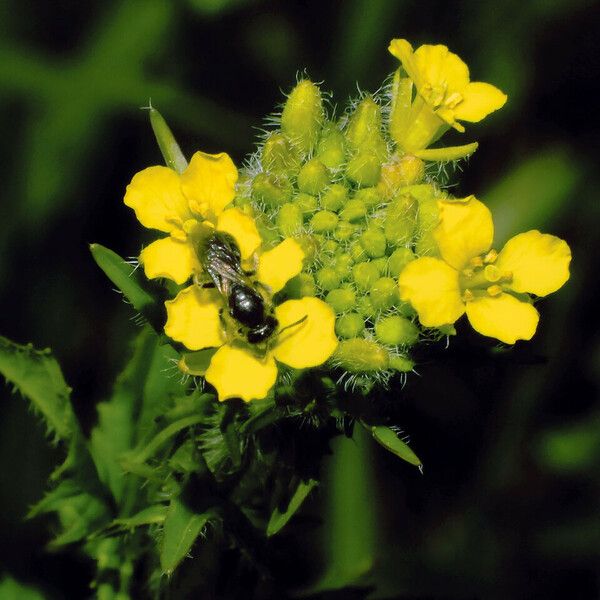 Sisymbrium loeselii ফুল