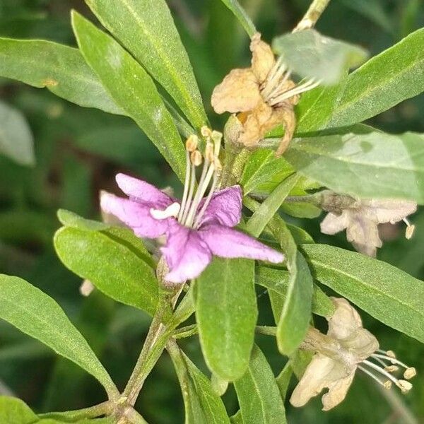 Lycium europaeum Blüte