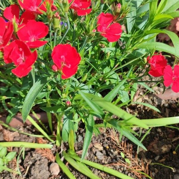 Dianthus chinensis Celota