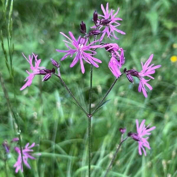 Silene flos-cuculi Flor