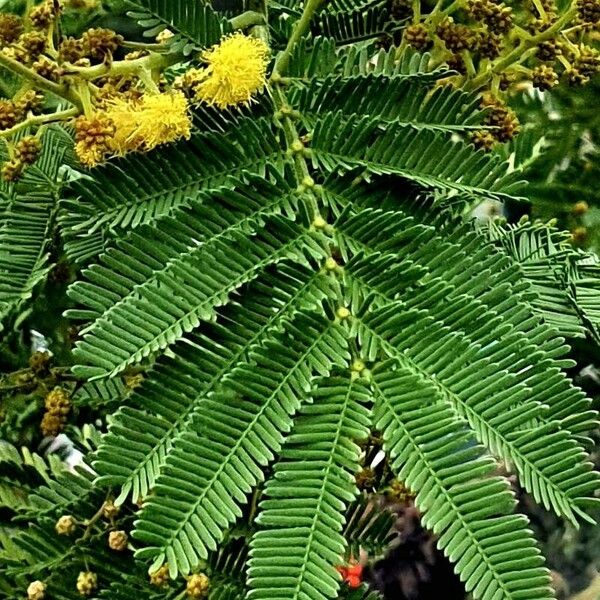 Acacia mearnsii Blad