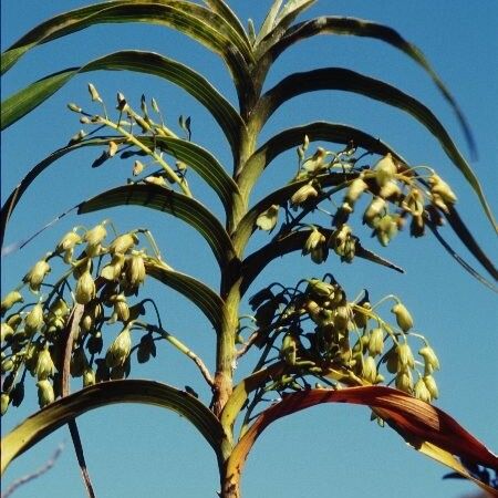 Dendrobium vandifolium Plante entière