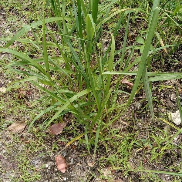 Paspalum urvillei 叶