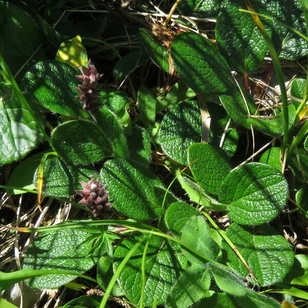 Salix reticulata Frunză