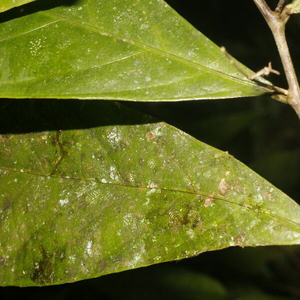 Adenophaedra grandifolia Leaf