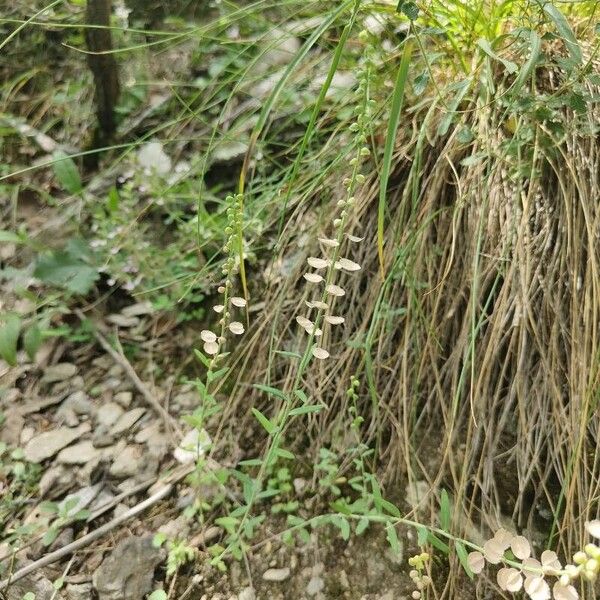 Aethionema saxatile Habit