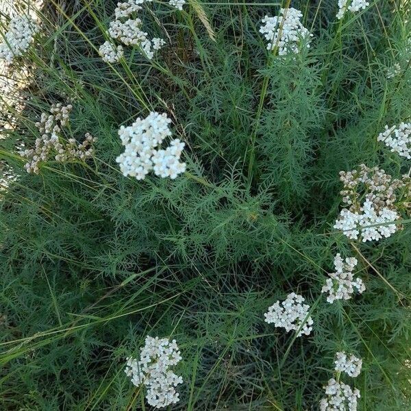 Achillea chamaemelifolia موطن