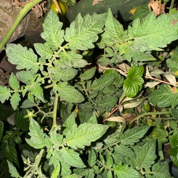 Solanum pimpinellifolium Leht