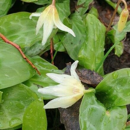 Erythronium oregonum Flower