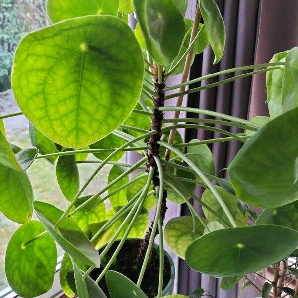 Pilea peperomioides Leaf