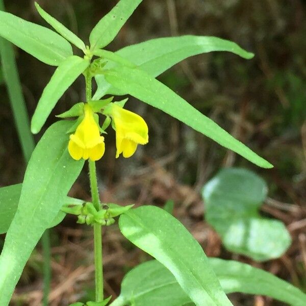 Melampyrum sylvaticum 其他