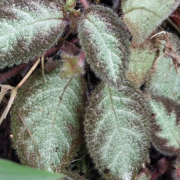 Episcia lilacina Fuelha