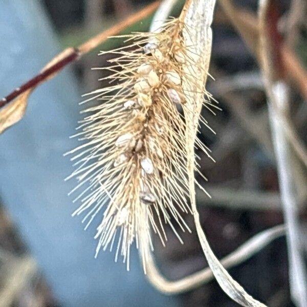 Setaria verticillata Blüte