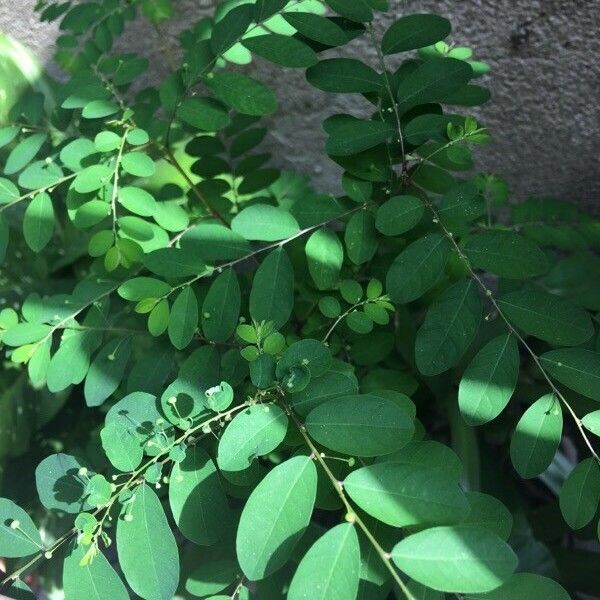 Phyllanthus tenellus Blad