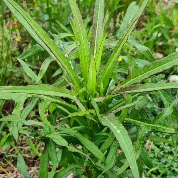 Lactuca canadensis Blad