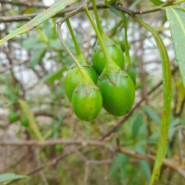 Solanum aviculare Gyümölcs