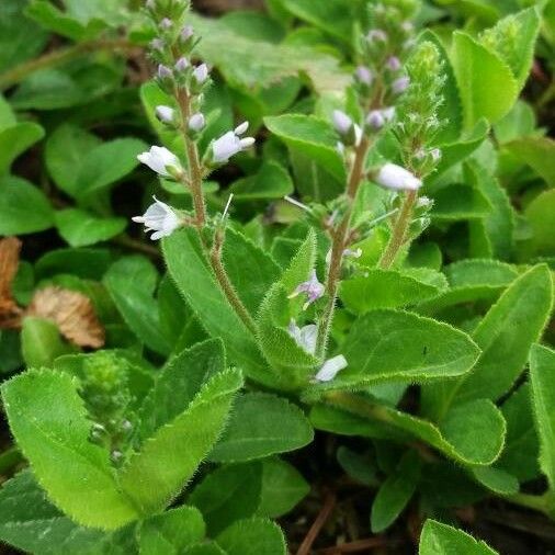 Veronica officinalis फूल