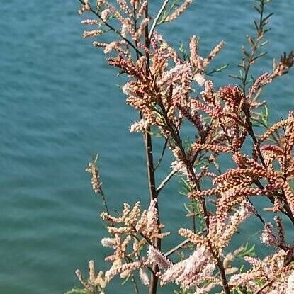 Tamarix africana Gyümölcs