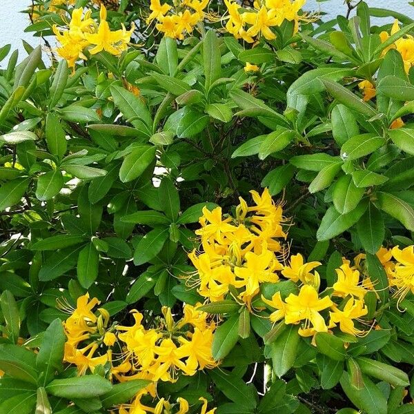 Rhododendron calendulaceum Habitat