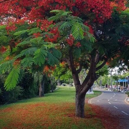 Delonix regia Flower