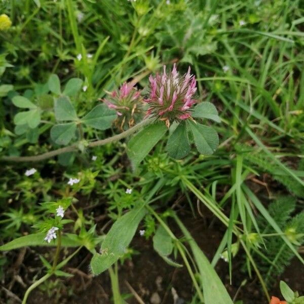 Trifolium hirtum 花