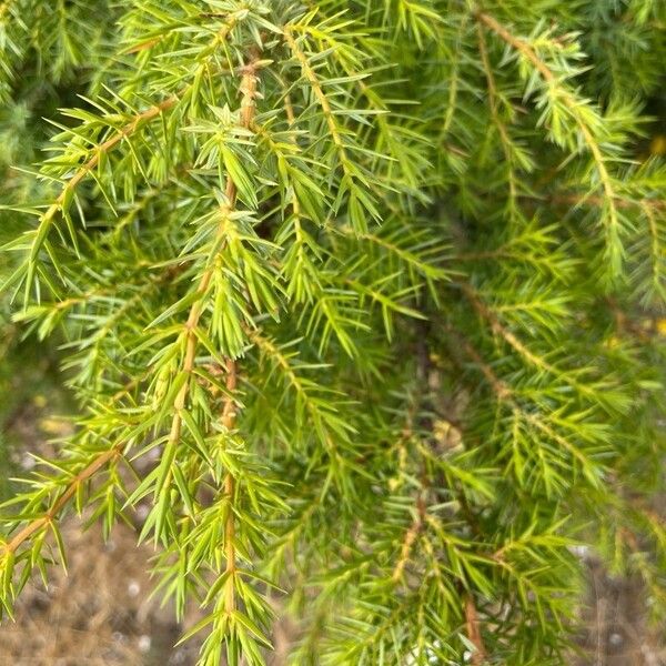 Juniperus communis Blad