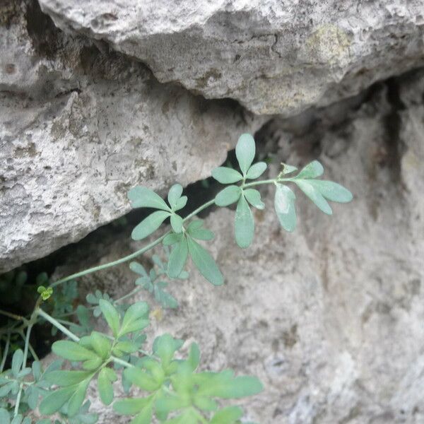 Ruta chalepensis Leaf