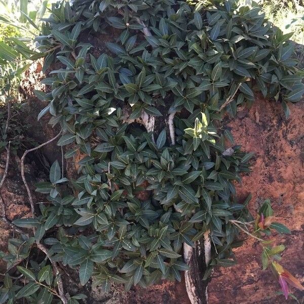 Ficus ingens عادت