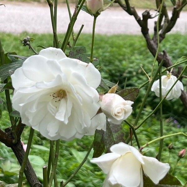 Rosa banksiae Blomst