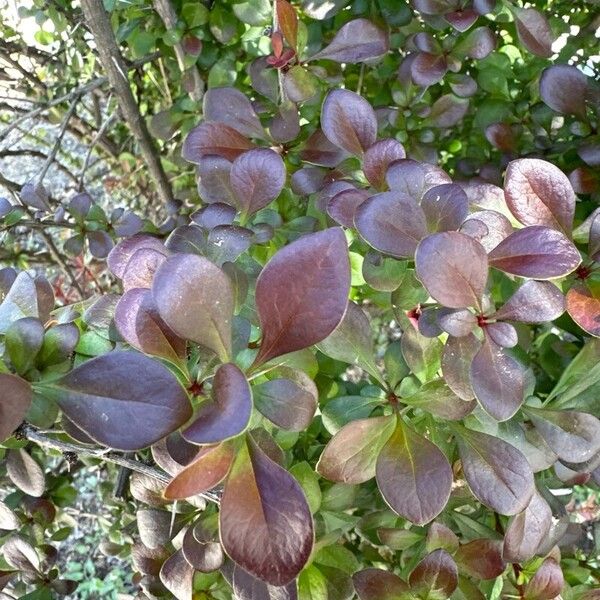 Berberis thunbergii পাতা