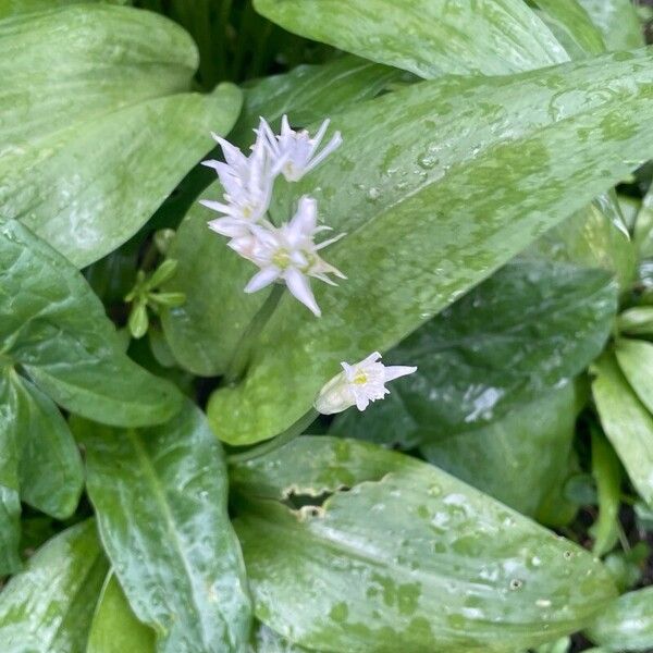 Allium ursinum Cvet