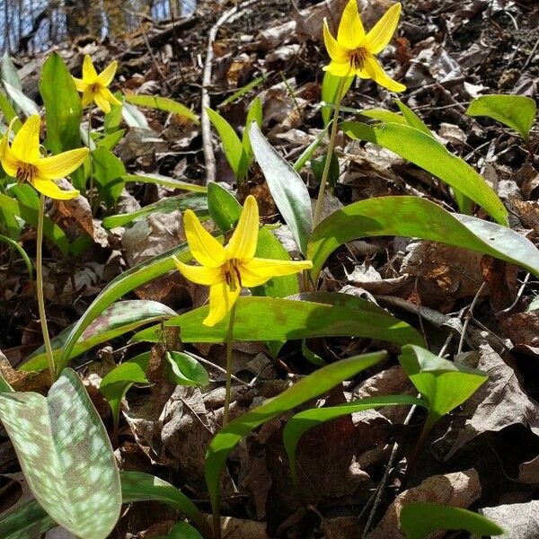 Erythronium americanum Flor